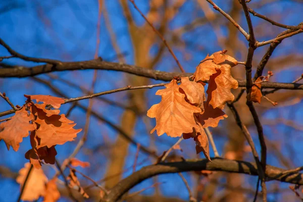 Осенние Дубовые Листья Ветке Против Голубого Неба Латинское Название English — стоковое фото