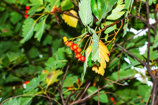 Λαμπερά Κόκκινα Μούρα Της Ερυθρόδερμης Crataegus Sanguinea Pall Αίματος Αναπτύσσονται — Φωτογραφία Αρχείου