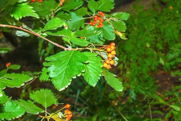 Leuchtend Rote Beeren Des Rotweißdorns Crataegus Sanguinea Pall Die Natürlich — Stockfoto