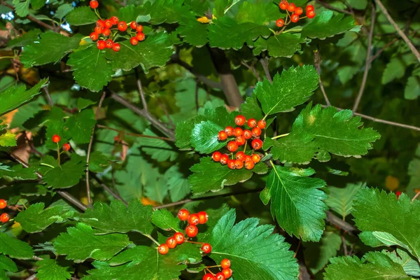 Bacche Rosse Luminose Del Biancospino Rosso Crataegus Sanguinea Pall Che — Foto Stock