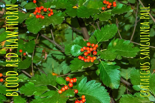 Élénk Vörös Bogyók Vér Vörösgalagonya Crataegus Sanguinea Pall Természetesen Növekszik — Stock Fotó