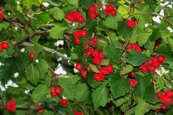 Jasně Červené Bobule Hlohu Crataegus Turn Roste Přirozeně Používají Bylinné — Stock fotografie