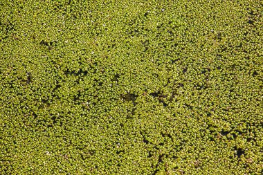 Lemna adlı su bitkisinin soyut desenli bir geçmişi var. Güneşli bir günde yeşil ördek yaprağı