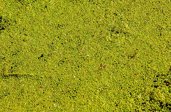 Тло Абстрактним Візерунком Зробленим Водяної Рослини Lemna Зелене Листя Качкору — стокове фото
