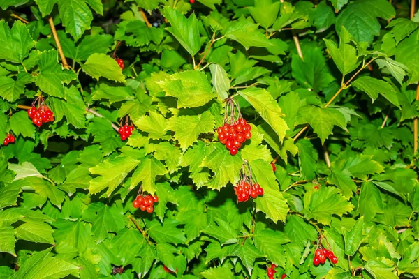 Des Grappes Viorne Rouge Vif Ordinaire Viburnum Opulus Baies Poussant — Photo