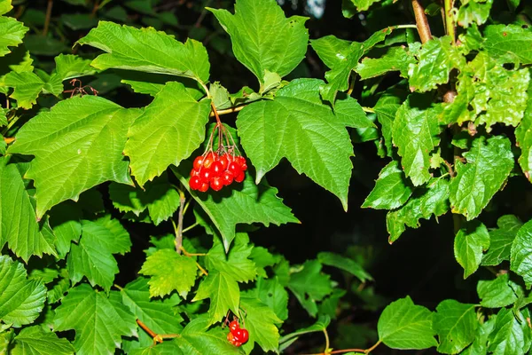 Des Grappes Viorne Rouge Vif Ordinaire Viburnum Opulus Baies Poussant — Photo