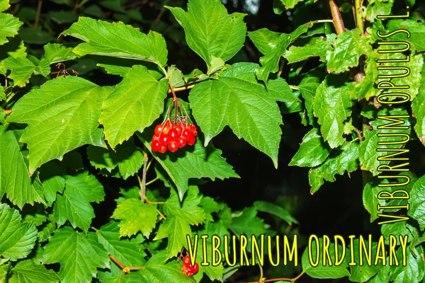 Des Grappes Viorne Rouge Vif Ordinaire Viburnum Opulus Baies Poussant — Photo