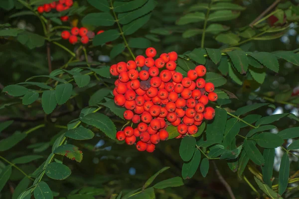 Rowan Bogyók Sorbus Aucuparia Egy Ágak Zöld Levelek Őszi Természet — Stock Fotó