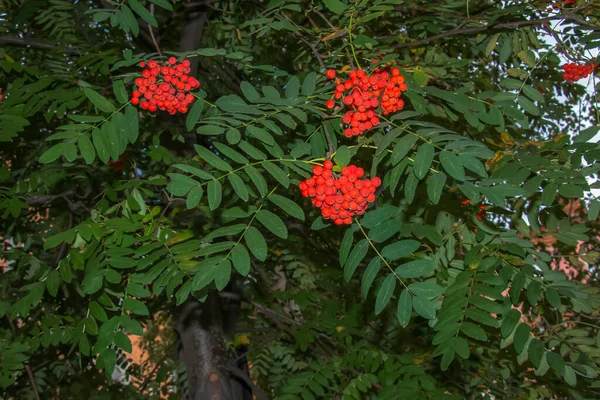 Rowan Bogyók Sorbus Aucuparia Egy Ágak Zöld Levelek Őszi Természet — Stock Fotó