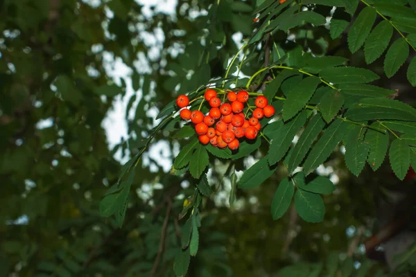 Bacche Rowan Sorbus Aucuparia Che Cresce Rami Albero Con Foglie — Foto Stock