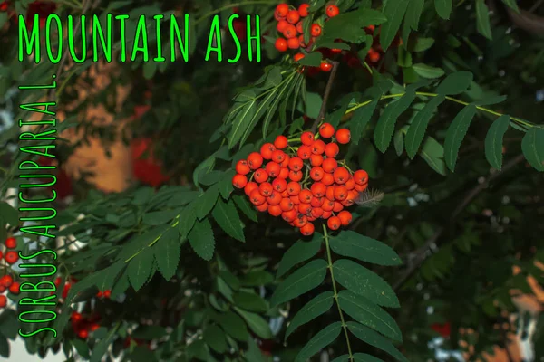 Rowan Berries Sorbus Aucuparia Growing Tree Branches Green Leaves Autumn — Stock Photo, Image