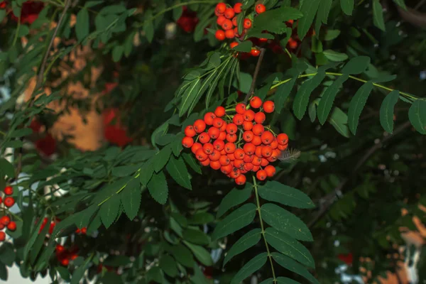 Rowan Bogyók Sorbus Aucuparia Egy Ágak Zöld Levelek Őszi Természet — Stock Fotó