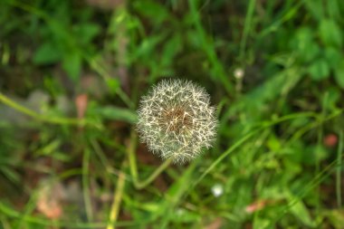 Beyaz karahindiba çiçeğinin kabarık dokusu. Bulanık bir arkaplana karşı bir kök üzerinde Taraxacum tohumları.