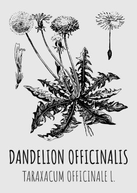 Karahindiba çizimleri. El çizimi çizimi. Latince adı Taraxacum officinale.