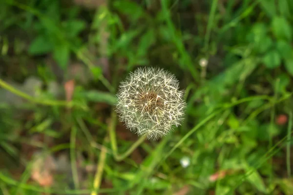Beyaz karahindiba çiçeğinin kabarık dokusu. Bulanık bir arkaplana karşı bir kök üzerinde Taraxacum tohumları.
