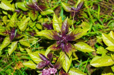 Bahçedeki kokulu fesleğen ağacı, Ocimum Basilicum L. Yeşil arka plan. Sağlıklı gıda konsepti.