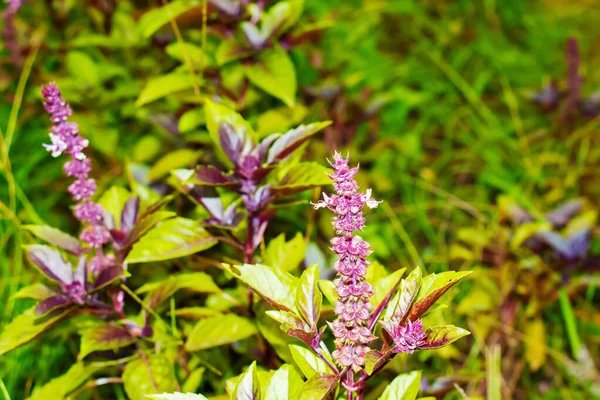 Blühender Strauch Des Duftenden Basilikums Ocimum Basilicum Garten Grüner Hintergrund — Stockfoto