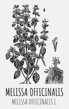 Melissa officinalis 'in çizimleri. El çizimi çizimi. Latince adı MELISSA OFFICINALIS L.