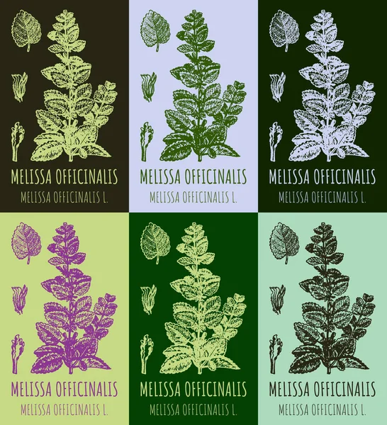 Conjunto Desenhos Melissa Officinalis Cores Diferentes Ilustração Desenhada Mão Nome — Fotografia de Stock