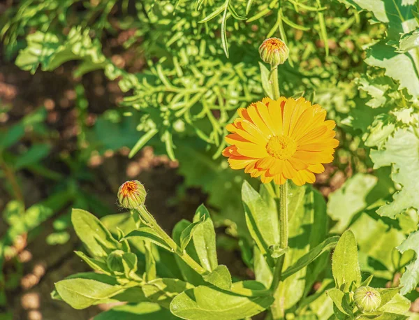 Όμορφα Λουλούδια Καλέντουλας Στον Καλοκαιρινό Κήπο Άνθος Αγριολούλουδου — Φωτογραφία Αρχείου