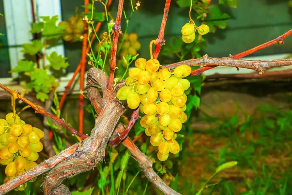 Een Verzameling Druiven Kweken Witte Druiven Wijnstok Aan Wijnstok Hangen — Stockfoto