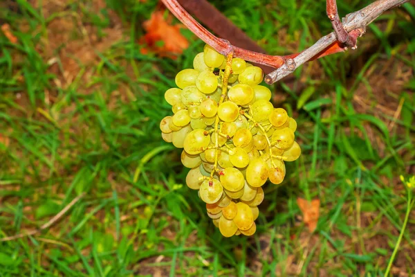 Growing a collection of grapes. Bunch of white grapes on the vine. Growing white grapes hang on the vine.