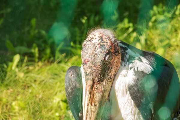 Marabou Stork Leptoptilos Crumenifer Είναι Ένα Μεγάλο Wading Πουλί Της — Φωτογραφία Αρχείου