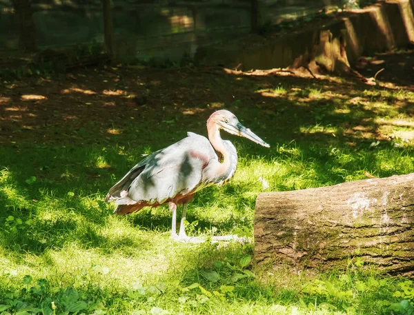 マラブー科のコウノトリLeptoptilos Crumeniferはコウノトリ科の大型野鳥です サハラ以南のアフリカでは雨や乾燥した生息地で繁殖し しばしば人間の居住地の近くで繁殖する — ストック写真