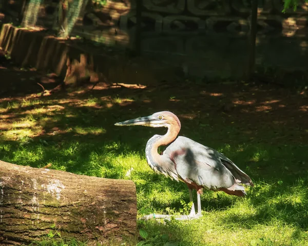 Marabou Bocian Leptoptilos Crumenifer Duży Ptak Brodzący Rodziny Bocianów Ciconiidae — Zdjęcie stockowe