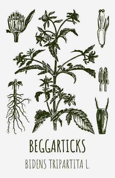 Rysunki Beggarticków Trifid Bur Marigold Ręcznie Rysowana Ilustracja Nazwa Łacińska — Zdjęcie stockowe