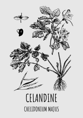 CELANDINE çizimleri. El çizimi çizimi. Latince adı CHELIDONIUM MAJUS.