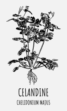 CELANDINE çizimleri. El çizimi çizimi. Latince adı CHELIDONIUM MAJUS.