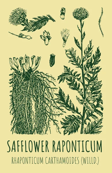 Rysunki Rapontyki Bezpieczeństwa Ręcznie Rysowana Ilustracja Nazwa Łacińska Rhaponticum Carthamoides — Zdjęcie stockowe