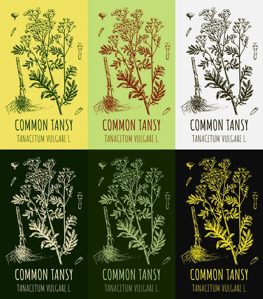 Conjunto Desenhos Tansy Comum Cores Diferentes Ilustração Desenhada Mão Nome — Fotografia de Stock