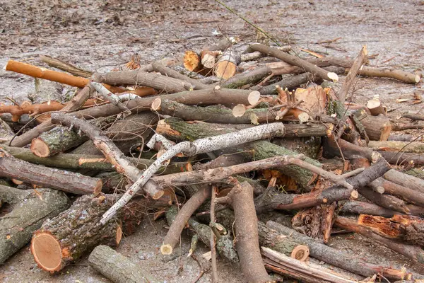 Pile Sawed Firewood Heating Winter Stockpile Firewood Energy Crisis — Stock Photo, Image