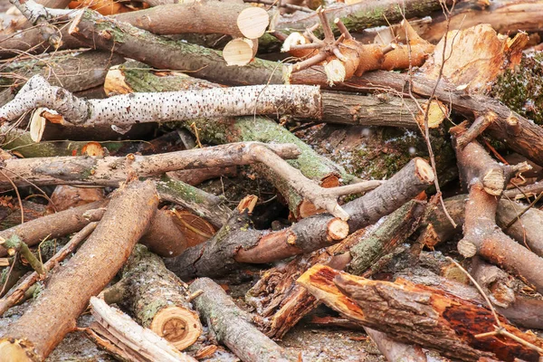 Pile Sawed Firewood Heating Winter Stockpile Firewood Energy Crisis — Fotografia de Stock