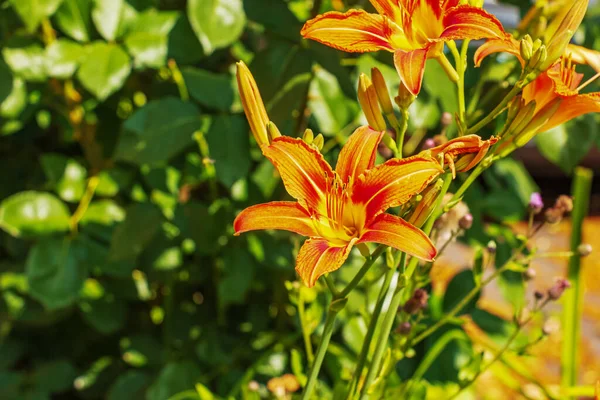 Крупный План Красивой Яркой Апельсиновой Лилии Тигра Цветут Летом — стоковое фото
