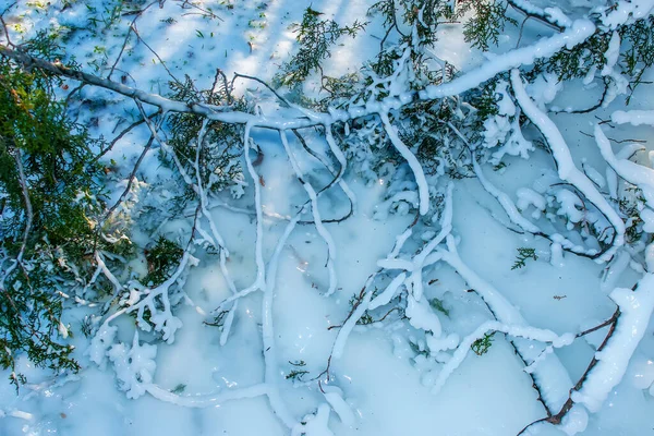 Ледяные Ветви Деревьев Фоне Зимнего Леса Дерево Ствол Лед Ветвях — стоковое фото