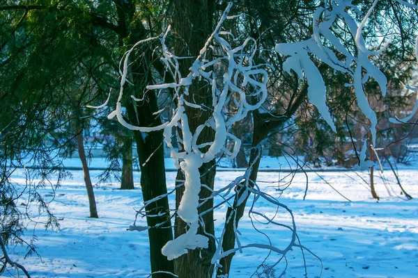 Ледяные Ветви Деревьев Фоне Зимнего Леса Дерево Ствол Лед Ветвях — стоковое фото