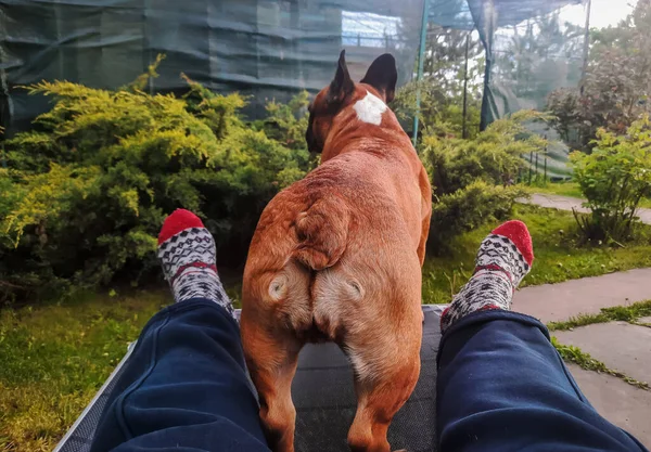 Concepto Recreación Aire Libre Con Mascotas Hygge Ocio Piernas Calcetines —  Fotos de Stock