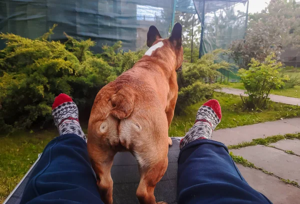 Concepto Recreación Aire Libre Con Mascotas Hygge Ocio Piernas Calcetines —  Fotos de Stock