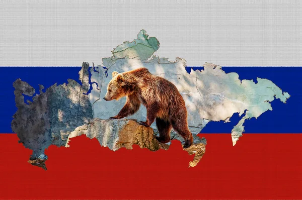 Outline map of Russia on the flag of the country. Common brown European bear inside the outline. Russia concept.
