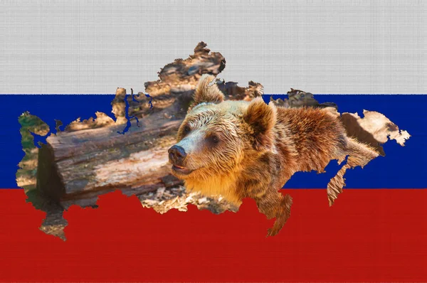 Obrys Mapy Ruska Vlajce Země Běžný Medvěd Hnědý Uvnitř Obrysu — Stock fotografie