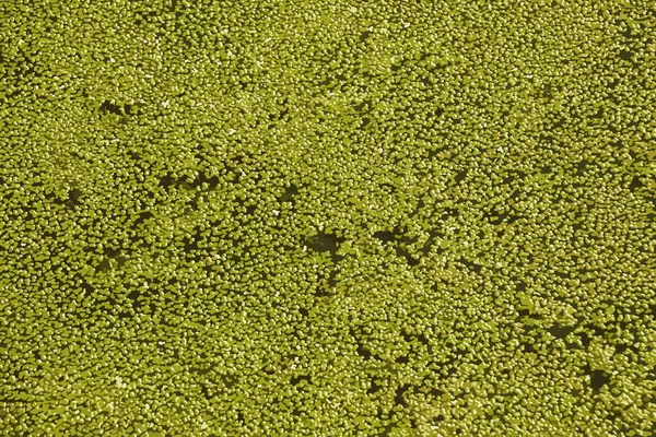 Realistyczna Ilustracja Tła Abstrakcyjnym Wzorem Wykonanym Rośliny Wodnej Lemna Zielone — Zdjęcie stockowe