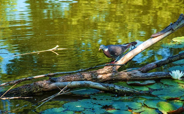 池の岸に落ちた木の上の鳩 木々の緑の葉は水面に映る — ストック写真