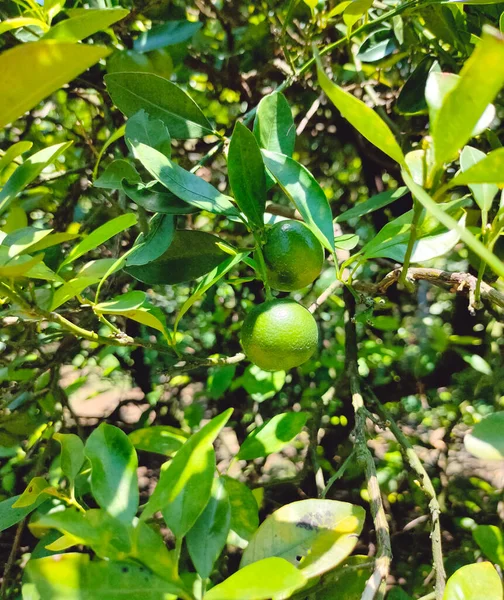 Nature Green Fresh Lime Tree Orchard Farm — Stock Photo, Image