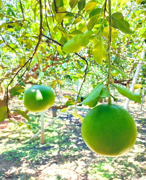 Тропические Свежие Фрукты Pamelo Citrus Farm — стоковое фото