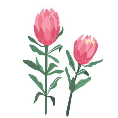 Protea çiçek vektör illüstrasyonu modern basit biçimde beyaz arkaplanda izole edilmiştir