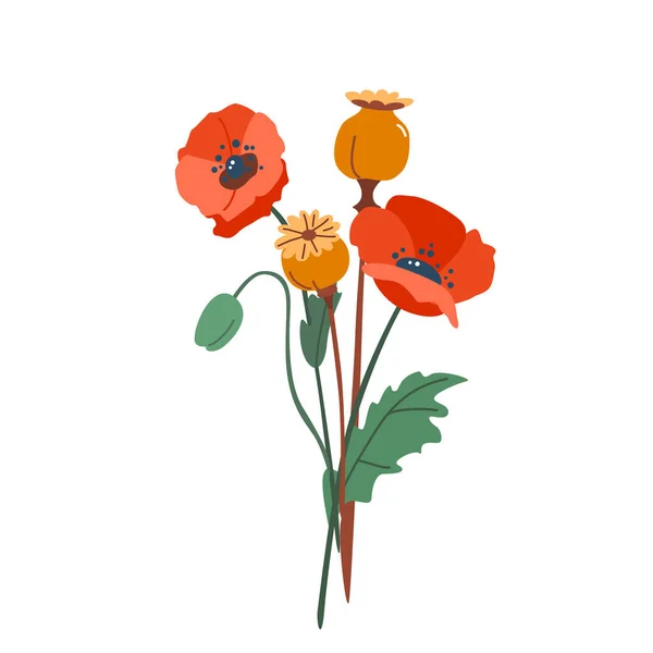 Ilustrasi buket bunga poppy dan vektor matang diisolasi pada latar belakang putih dalam gaya sederhana modern - Stok Vektor