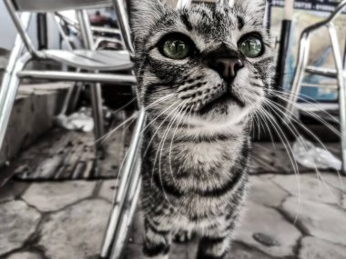 Masum bir kedi yavrusu doğrudan kameraya bakar. 